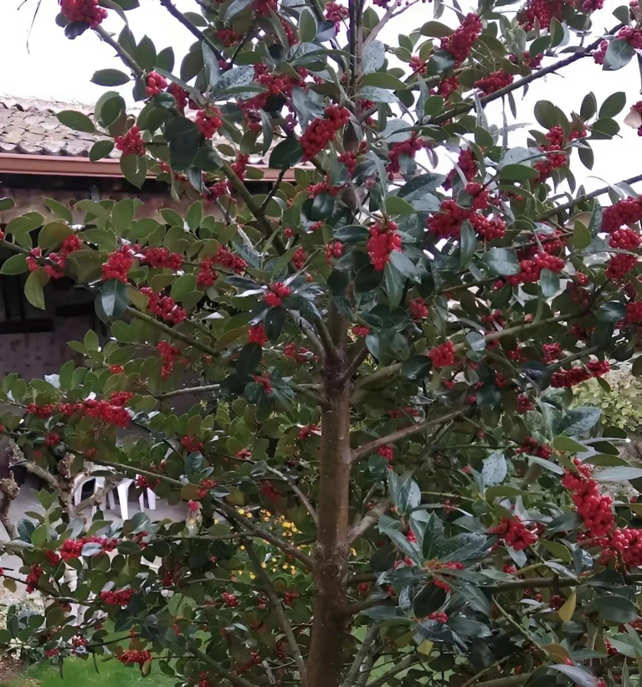 Casa Rural El Fresno Del Abuelo La Cuesta  Eksteriør bilde